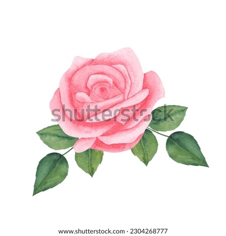 watercolor botanical art. pink paste rose with leaf. art for greeting card, invitation, wedding. Isolated on white background