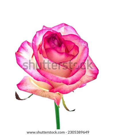  rose flower growing on white background                              