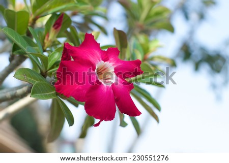 Pink Desert rose Tropical flower in blur background