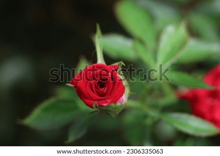 Close-up of garden rose Port Sunlight