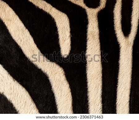 black and white zebra stripes as background
