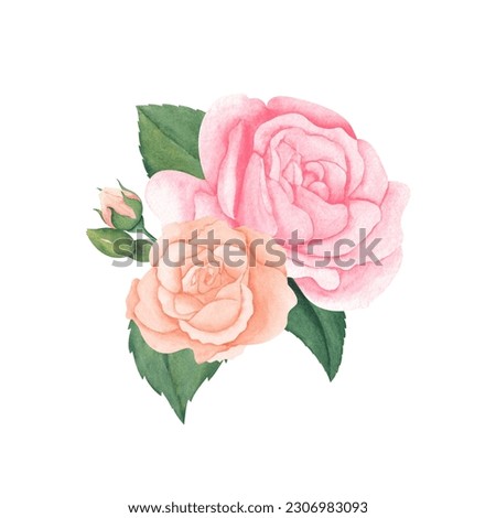 Watercolor pink peach roses and green leaves. Hand drawn illustration for greeting cards or wedding invitations on isolated background