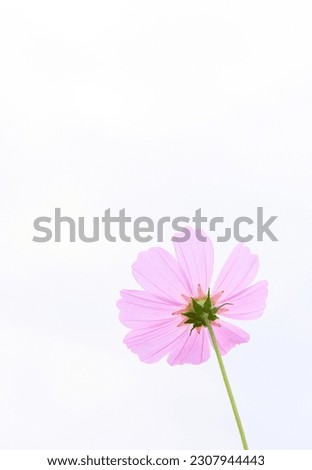 A simple composition of a single pink cosmos flower on a white background