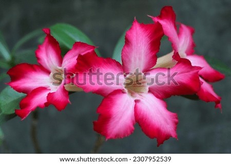 Background of Beautiful red Adenium Obesum flower. Japanese Frangipani Adenium ornamental plant
