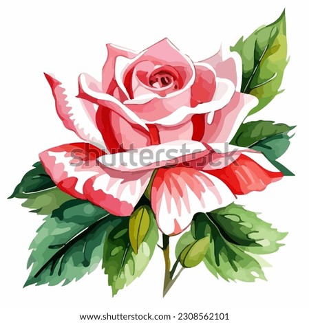 Beautiful pink rose flower in bloom, watercolor dye painting, vector EPS 10 illustration