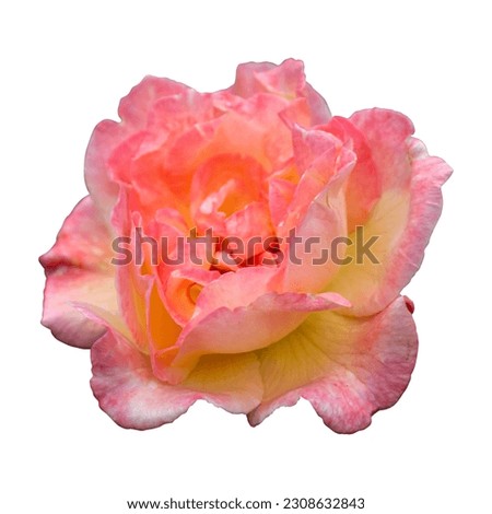 Bloossom rose photo. Rose bloom isolated on white background. Garden rose peachy orange pink and yellow color. Summer floral design element blooming flower blossom bud.