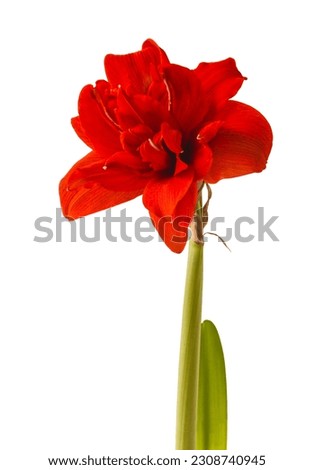 Blooming red Hippeastrum (amaryllis) 