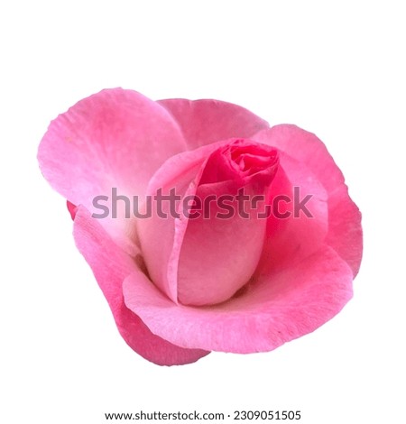 camellia flower pink white background