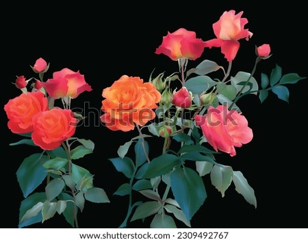 illustration with rose flowers isolated on black background