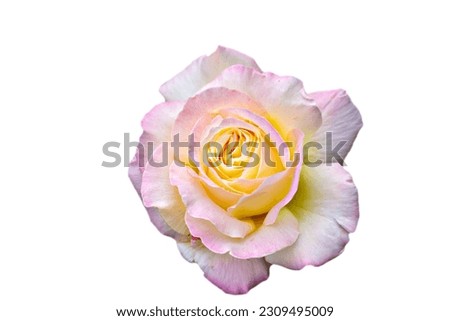 vanilla rose blossom on white background