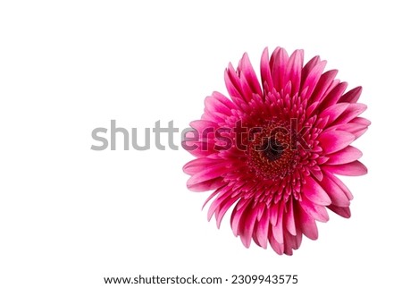 Pink gerbera flower isolated on white background, clipping path, close up