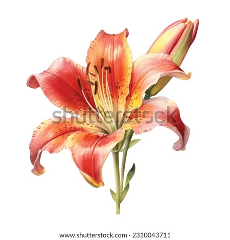 Beautiful watercolor flowers red and orange lilies .Royal pink lilies, branches with flowers and leaves, buds. Flowers on a white background.
