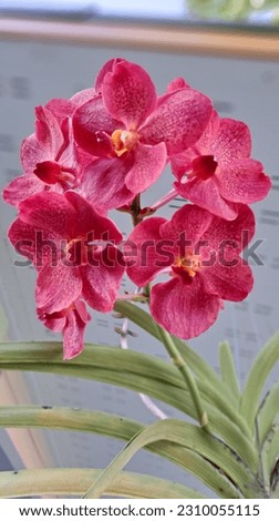 Beautiful hanging red orchids as home decorations