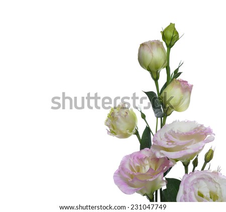 Pink lisianthus or eustoma flowers on white background