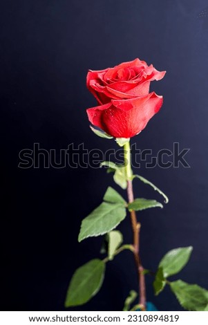 A single beautiful red rose on a dark background