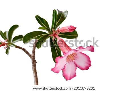 Chuan Mai flowers and green leaf isolated on white background .Pink flowers ,includ path
