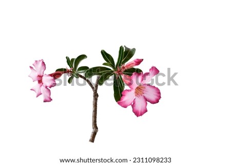 Chuan Mai flowers and green leaf isolated on white background .Pink flowers ,includ path