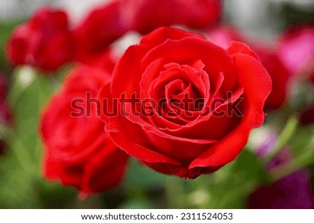Red pink flower, a universal symbol of love and passion. Its soft and silky petals contrast with the green of the stem. This flower conveys beauty and intense emotions.         