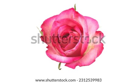 Pink Rose on White Background in 4k