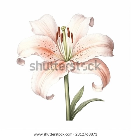 White pink lily flower isolated watercolor illustration painting botanical art transparent white background greeting card stationary wedding bridal home decor