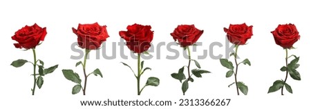 Set of beautiful red roses on white background