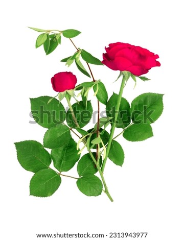 Bouquet of beautiful red roses on a white isolated background. Flat lay, top view, copy space concept.