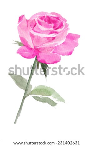 pink rose  watercolor hand-painted, isolated on white