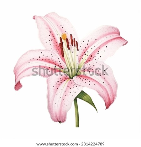 Pink Stargazer Lily Flower isolated watercolor illustration painting botanical art transparent white background greeting card stationary wedding bridal home decor