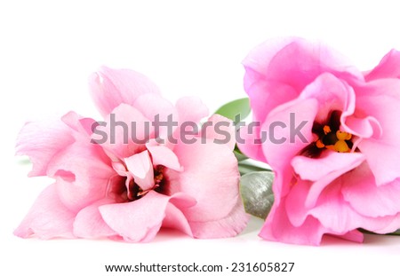 Beautiful pink eustoma isolated on white