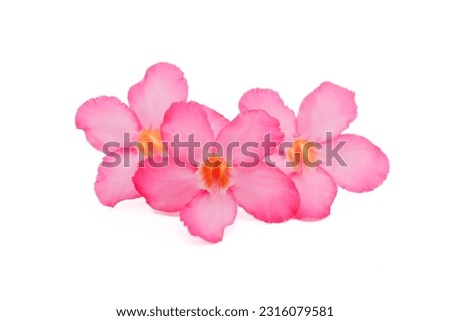 Tropical flower Pink Adenium. Desert rose on isolated white background