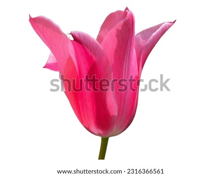 A close-up shot of a pink tulip with an isolated white background.