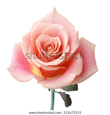 sweet flower on white isolated background