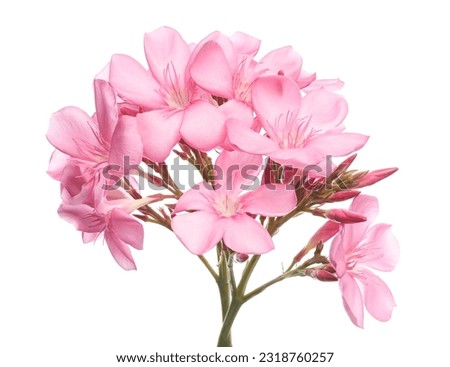 Nerium oleander, Pink oleander flowers isolated on white background with clipping path      