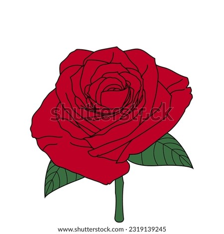 Beautiful vector red rose with green leaves on white background. Great element for your floral, botanic, organic design. Decorative, wedding, love poster.
