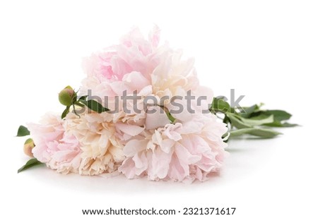 Three white peonies isolated on a white background.