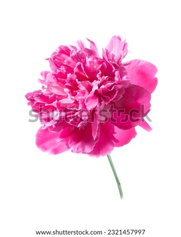Pink peony flower isolated on white background. Beautiful blooming peony.