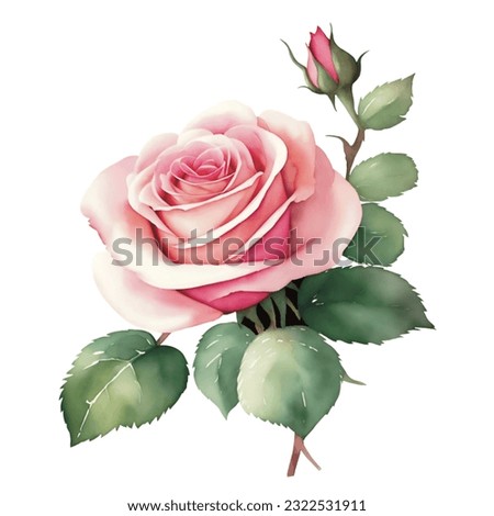 Illustration of watercolor pink old roses with green leaves clipart with transparent background