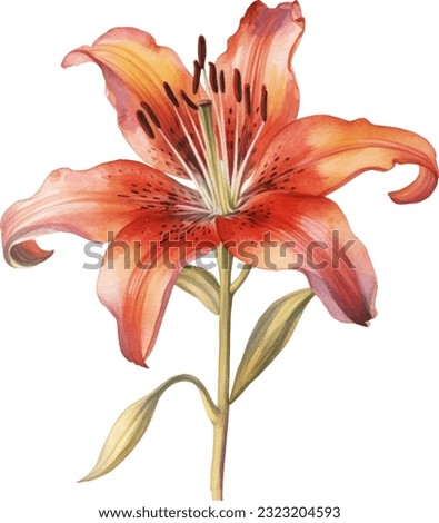 Asiatic Lily Watercolor illustration. Hand drawn underwater element design. Artistic vector marine design element. Illustration for greeting cards, printing and other design projects.