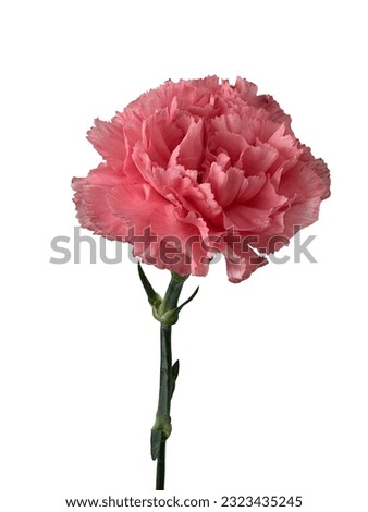 Pink carnation flower Isolated on white background 
