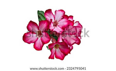 close up of a beautiful pink adenium flower on a white background