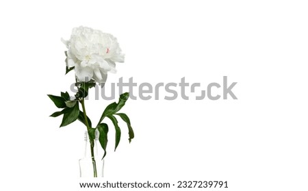 beautiful peonies in a vase on a white background close-up