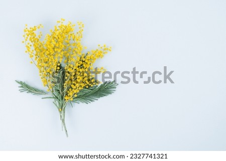 Bouquet of mimosa flowers on a white background. Flat lay, top view. Copy space