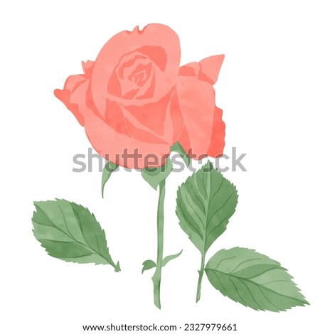 Set of elements: rose flower with leaves, highlighted on a white background, digital watercolor illustration. For the design of textiles, interior, clothing, wallpaper, tableware, stationery