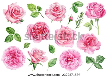 Summer set of beautiful flowers. Roses, buds and leaves on a white background, watercolor painting, pink floral elements