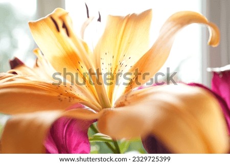 beautiful yellow lily flower on a light background close-up