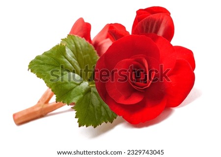 Red Begonia flower isolated on white background