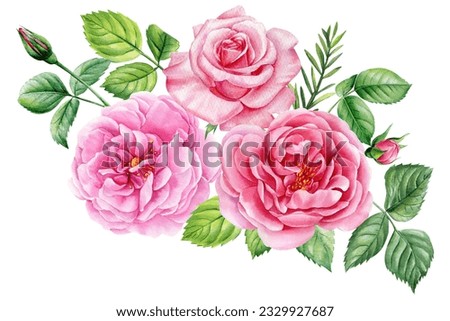 Beautiful flowers. Roses, buds and leaves on a white background, watercolor painting, pink floral illustration