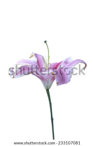 Fresh pink lilies droop on white background.