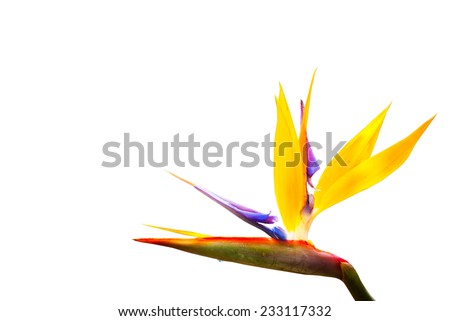 bird paradise flower isolated on white