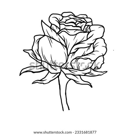 rose or rosemarry flower hand drawing